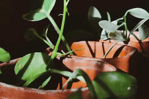 Загартовані рослини